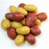 2 Lbs Mixed Color Potato Tubers – Colorful Seed Potatoes for Planting 2 Lbs Mixed Color Potato Tubers – Colorful Seed Potatoes for Planting - Image 1