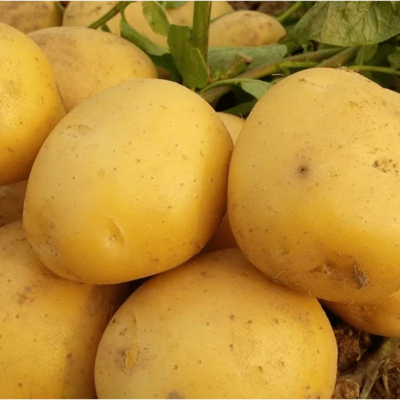 2 Lbs Yellow Potato Seed Tubers for Planting - Whole Potato Seeds 2 Lbs Yellow Potato Seed Tubers for Planting - Whole Potato Seeds - Image 2