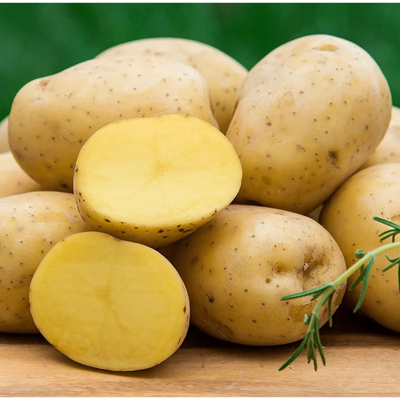 2 Lbs Yellow Potato Seed Tubers for Planting - Whole Potato Seeds 2 Lbs Yellow Potato Seed Tubers for Planting - Whole Potato Seeds - Image 4