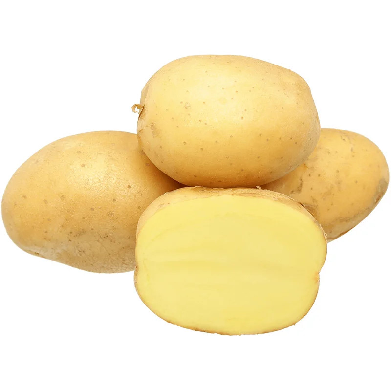 2 Lbs Yellow Potato Seed Tubers for Planting - Whole Potato Seeds 2 Lbs Yellow Potato Seed Tubers for Planting - Whole Potato Seeds - Image 6