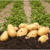 2 Lbs Yukon Gold Seed Potatoes - Yellow Tubers for Planting - Heirloom Quality - Image 1