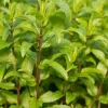 2 Lemon Mint Plants Live for Planting, Fresh Mint Plant, Mint Herb Plant Ready to Grow, 4-6 Inch Tall for Outdoor Garden Growing 2 Lemon Mint Plants Live for Planting, Fresh Mint Plant, Mint Herb Plant Ready to Grow, 4-6 Inch Tall for Outdoor Garden Growing - Image 1