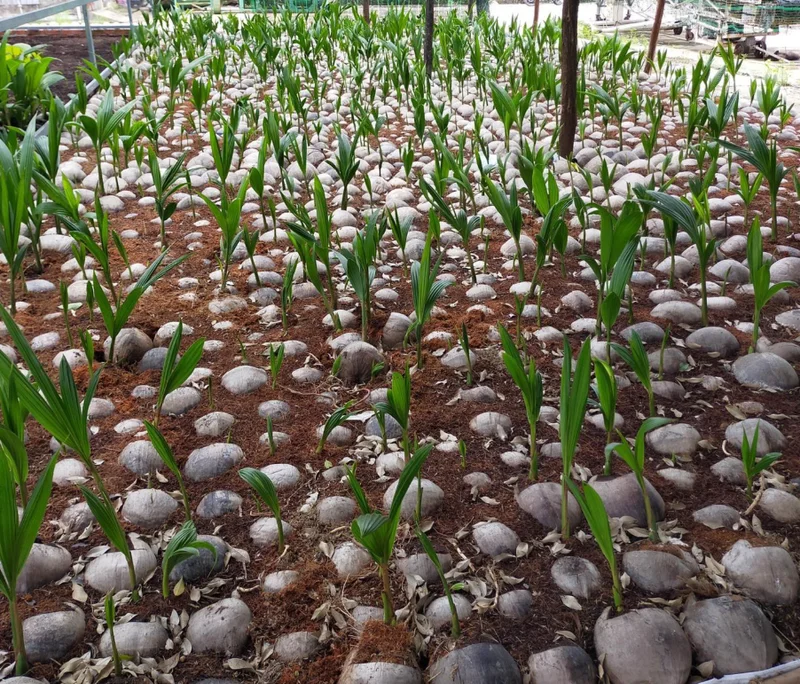 2 Live Dwarf Malayan Coconut Plants - Green Coconut Tree, 6-8 Inches Tall, Cold Hardy Outdoor 2 Live Dwarf Malayan Coconut Plants - Green Coconut Tree, 6-8 Inches Tall, Cold Hardy Outdoor - Image 3