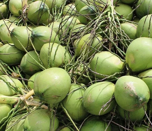 2 Live Dwarf Malayan Coconut Plants - Green Coconut Tree, 6-8 Inches Tall, Cold Hardy Outdoor 2 Live Dwarf Malayan Coconut Plants - Green Coconut Tree, 6-8 Inches Tall, Cold Hardy Outdoor - Image 5