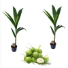 2 Live Dwarf Malayan Coconut Plants - Green Coconut Tree, 6-8 Inches Tall, Cold Hardy Outdoor 2 Live Dwarf Malayan Coconut Plants - Green Coconut Tree, 6-8 Inches Tall, Cold Hardy Outdoor - Image 1