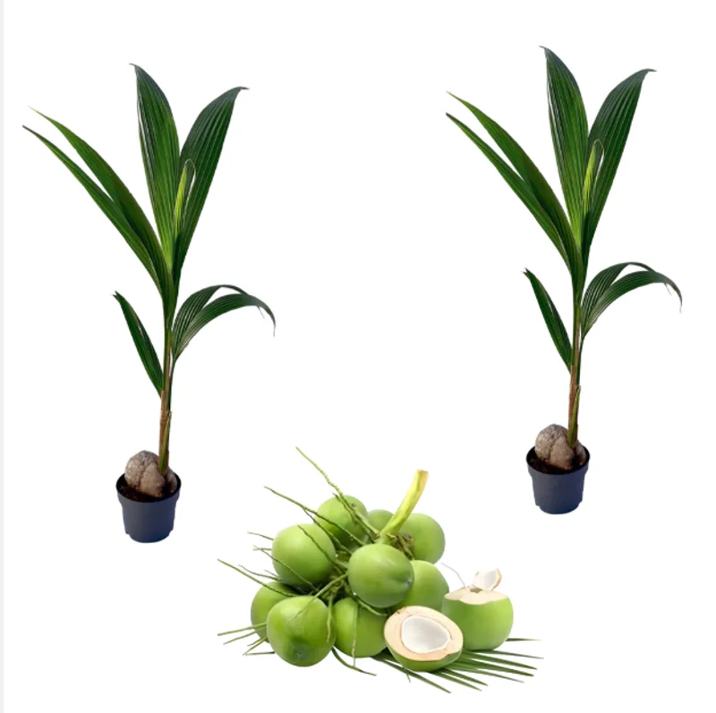 2 Live Dwarf Malayan Coconut Plants - Green Coconut Tree, 6-8 Inches Tall, Cold Hardy Outdoor 2 Live Dwarf Malayan Coconut Plants - Green Coconut Tree, 6-8 Inches Tall, Cold Hardy Outdoor - Image 1