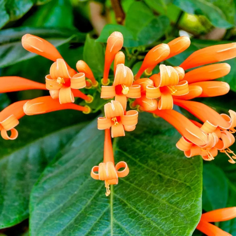2 Orange Trumpet Vine Live Plants 4-6 Inch Tall - Campsis Radicans Climbing Plant - Image 2
