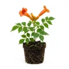 2 Orange Trumpet Vine Live Plants 4-6 Inch Tall - Campsis Radicans Climbing Plant - Image 1