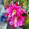 2 Pink Epiphyllum Orchid Cactus Live Plants for Planting, 4 Inch Pot, Outdoor - Image 1