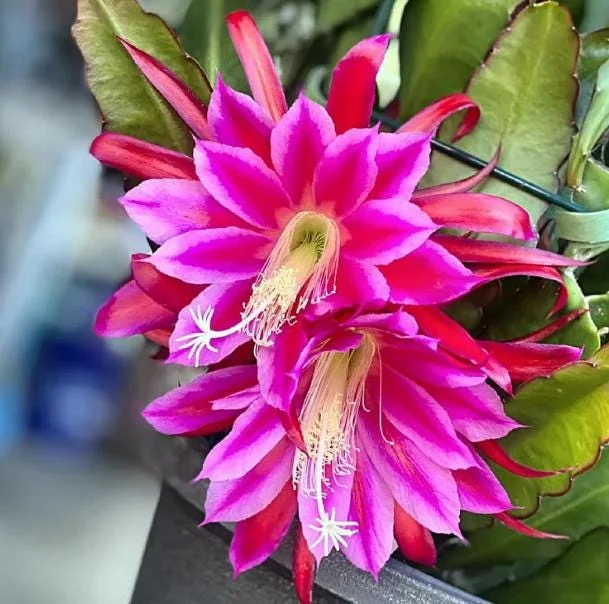 2 Pink Epiphyllum Orchid Cactus Live Plants for Planting, 4 Inch Pot, Outdoor 2 Pink Epiphyllum Orchid Cactus Live Plants for Planting, 4 Inch Pot, Outdoor - Image 1