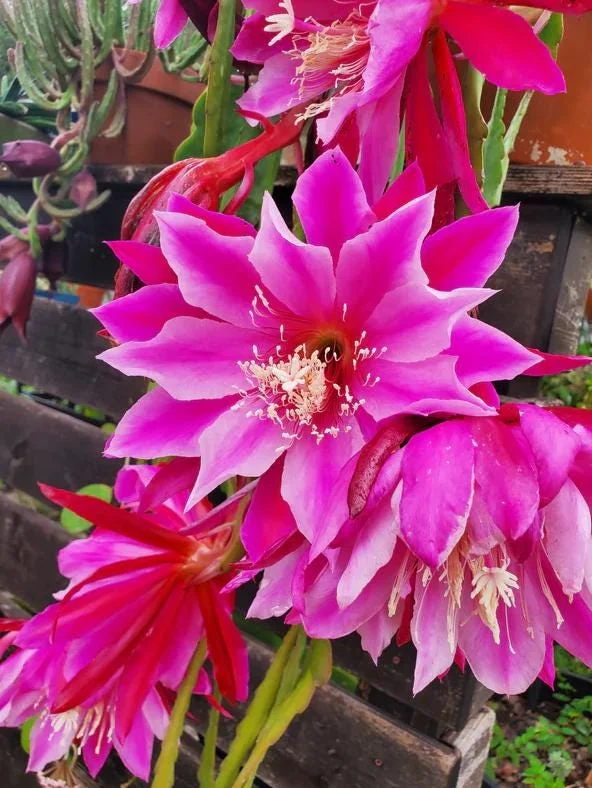 2 Pink Epiphyllum Orchid Cactus Live Plants for Planting, 4 Inch Pot, Outdoor 2 Pink Epiphyllum Orchid Cactus Live Plants for Planting, 4 Inch Pot, Outdoor - Image 2