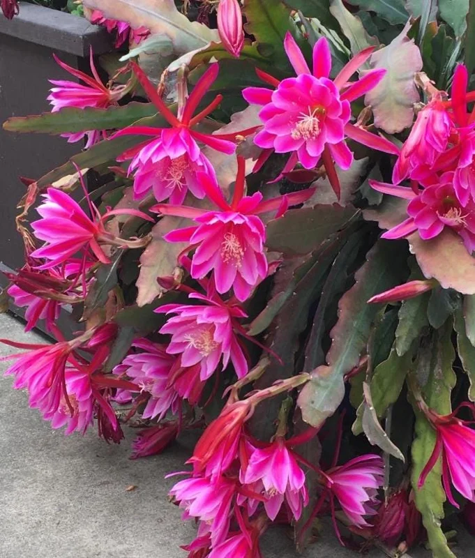 2 Pink Epiphyllum Orchid Cactus Live Plants for Planting, 4 Inch Pot, Outdoor 2 Pink Epiphyllum Orchid Cactus Live Plants for Planting, 4 Inch Pot, Outdoor - Image 3