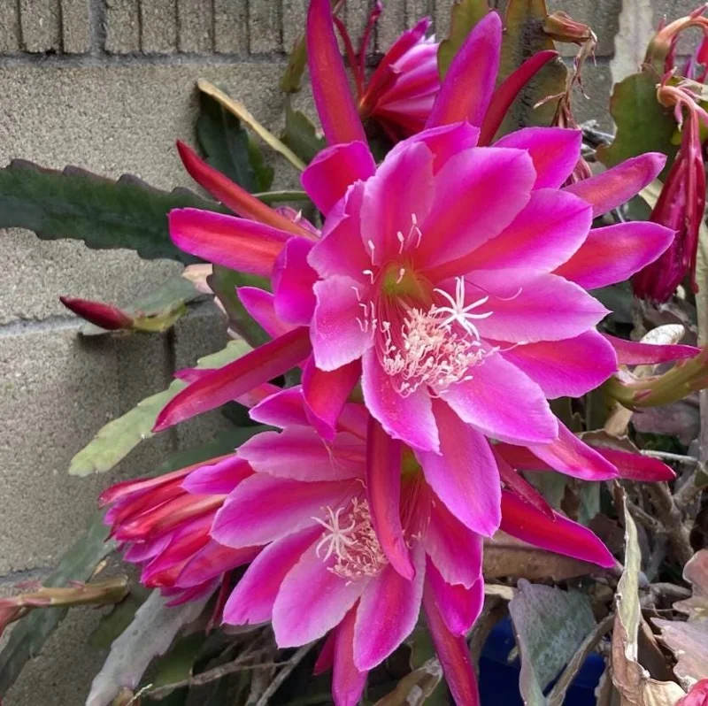 2 Pink Epiphyllum Orchid Cactus Live Plants for Planting, 4 Inch Pot, Outdoor 2 Pink Epiphyllum Orchid Cactus Live Plants for Planting, 4 Inch Pot, Outdoor - Image 4