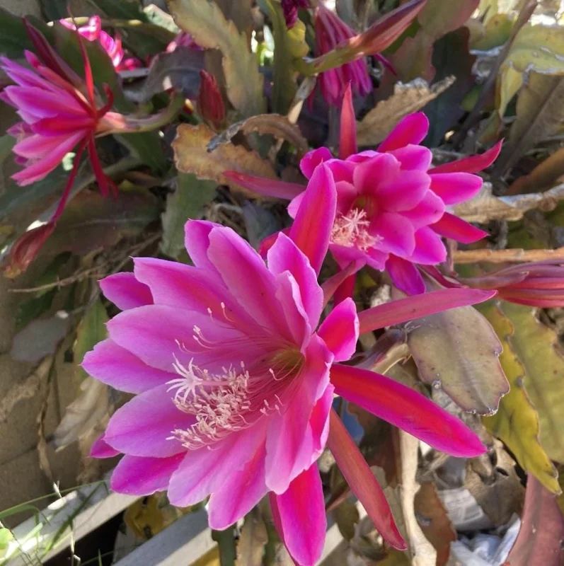 2 Pink Epiphyllum Orchid Cactus Live Plants for Planting, 4 Inch Pot, Outdoor 2 Pink Epiphyllum Orchid Cactus Live Plants for Planting, 4 Inch Pot, Outdoor - Image 5