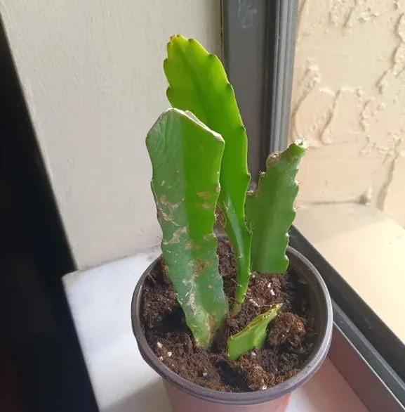 2 Pink Epiphyllum Orchid Cactus Live Plants for Planting, 4 Inch Pot, Outdoor 2 Pink Epiphyllum Orchid Cactus Live Plants for Planting, 4 Inch Pot, Outdoor - Image 6