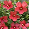 2 Red Althea Rose of Sharon Live Plants, 12-18 Inch Bare Roots, Hardy Shrubs - Image 1