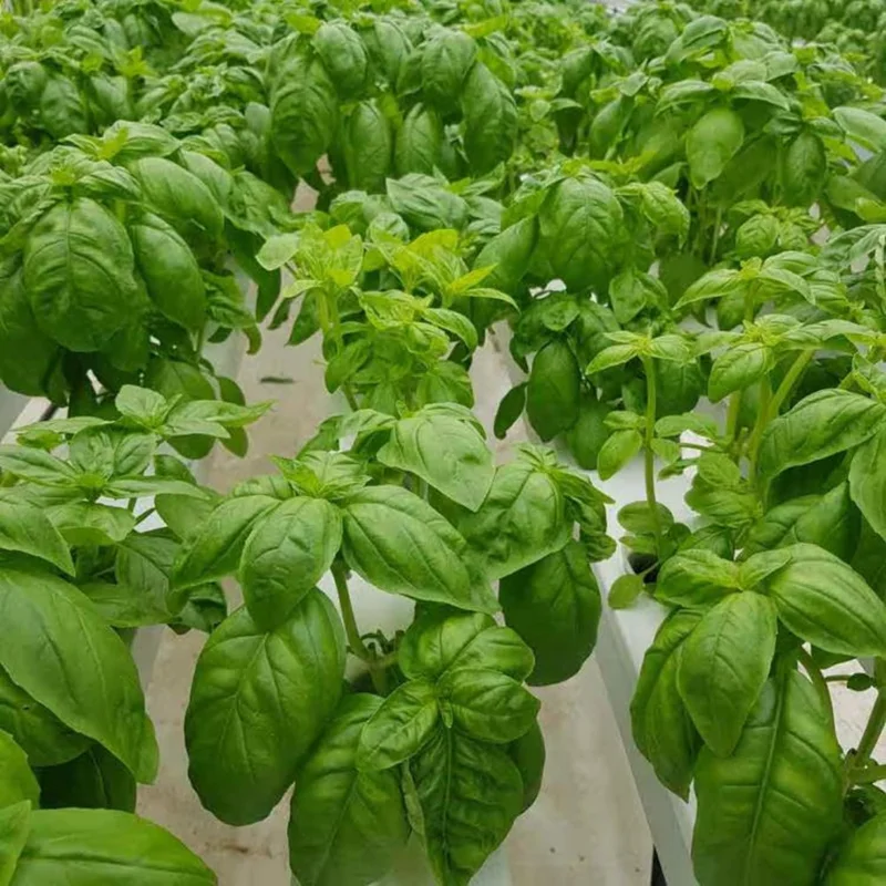 2 Sweet Basil Herb Plants Live, 4 Inch Tall, 4" Pot, Culinary Herb for Indoor Outdoor 2 Sweet Basil Herb Plants Live, 4 Inch Tall, 4" Pot, Culinary Herb for Indoor Outdoor - Image 2