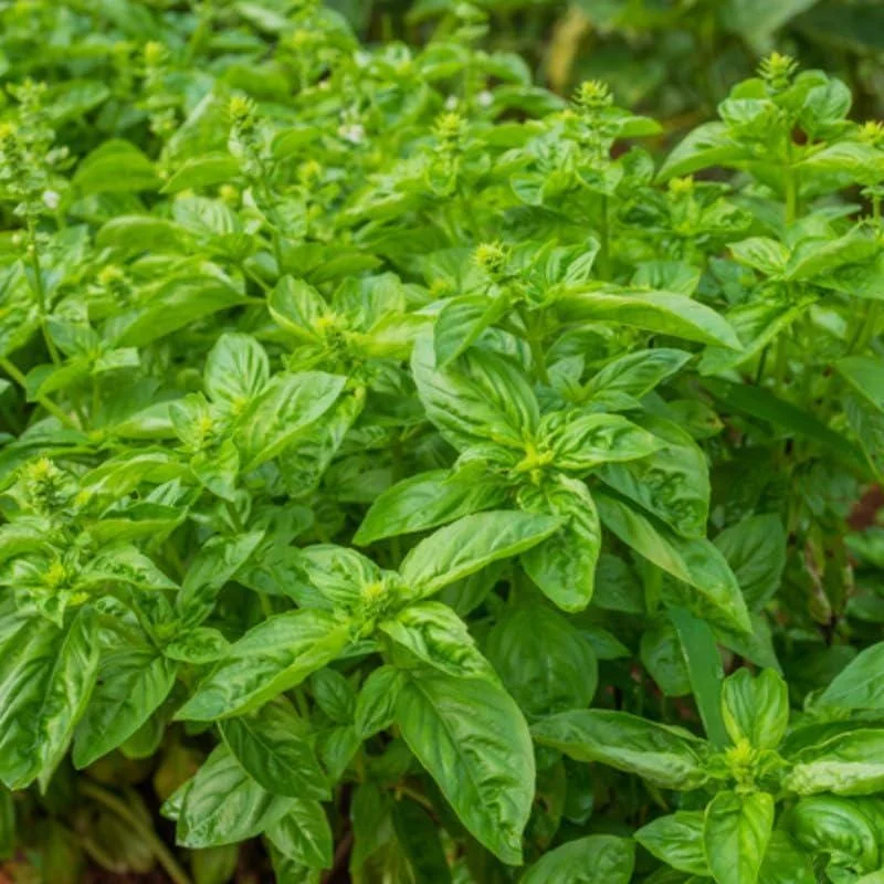 2 Sweet Basil Herb Plants Live, 4 Inch Tall, 4" Pot, Culinary Herb for Indoor Outdoor 2 Sweet Basil Herb Plants Live, 4 Inch Tall, 4" Pot, Culinary Herb for Indoor Outdoor - Image 3