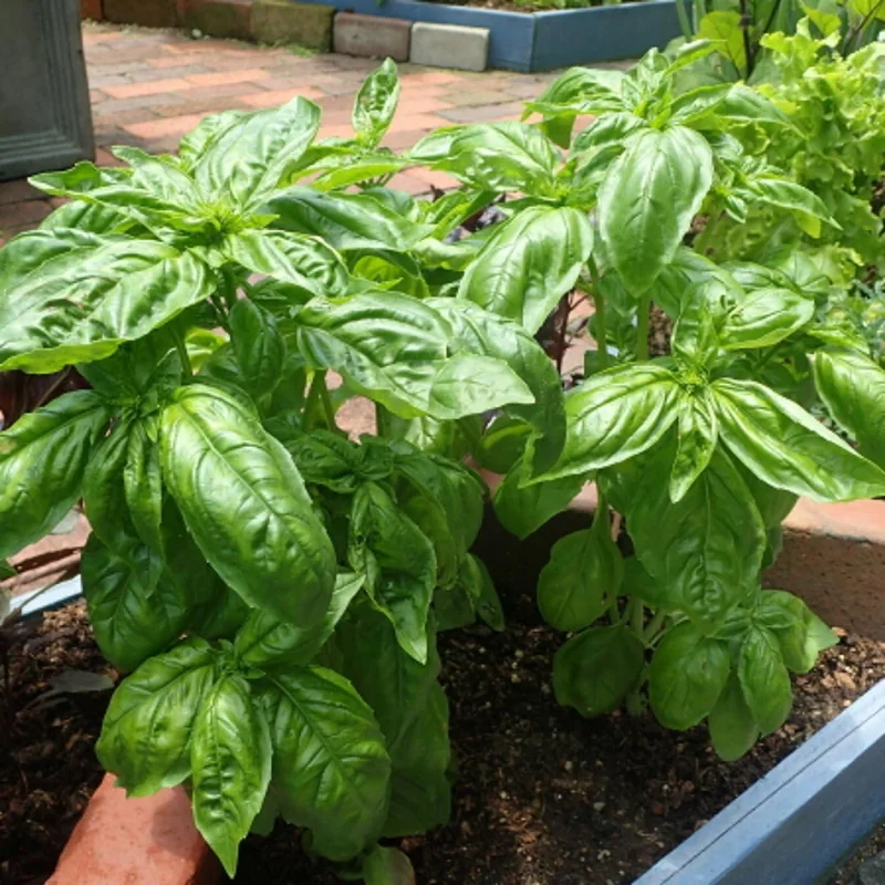 2 Sweet Basil Herb Plants Live, 4 Inch Tall, 4" Pot, Culinary Herb for Indoor Outdoor 2 Sweet Basil Herb Plants Live, 4 Inch Tall, 4" Pot, Culinary Herb for Indoor Outdoor - Image 4