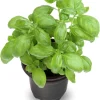 2 Sweet Basil Herb Plants Live, 4 Inch Tall, 4" Pot, Culinary Herb for Indoor Outdoor - Image 1