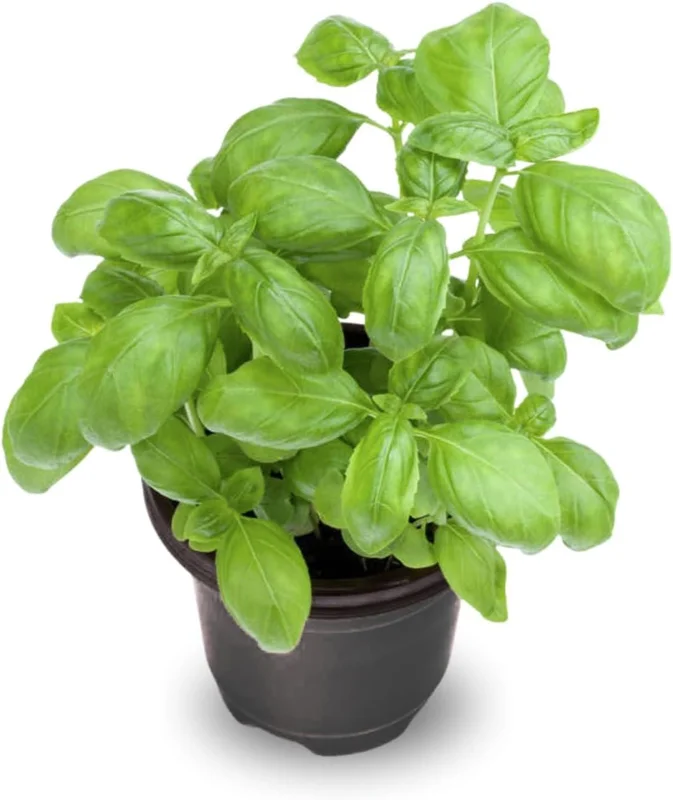 2 Sweet Basil Herb Plants Live, 4 Inch Tall, 4" Pot, Culinary Herb for Indoor Outdoor 2 Sweet Basil Herb Plants Live, 4 Inch Tall, 4" Pot, Culinary Herb for Indoor Outdoor - Image 1