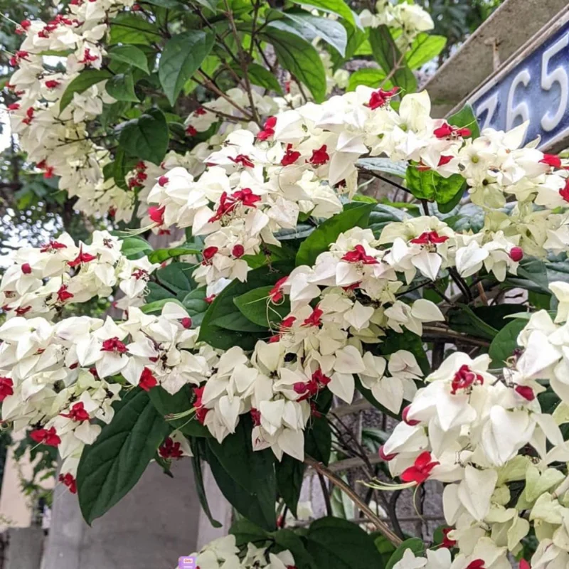 2 White Bleeding Heart Vine Plants, 4-7 Inch, Hardy Perennial, Shade - Image 2