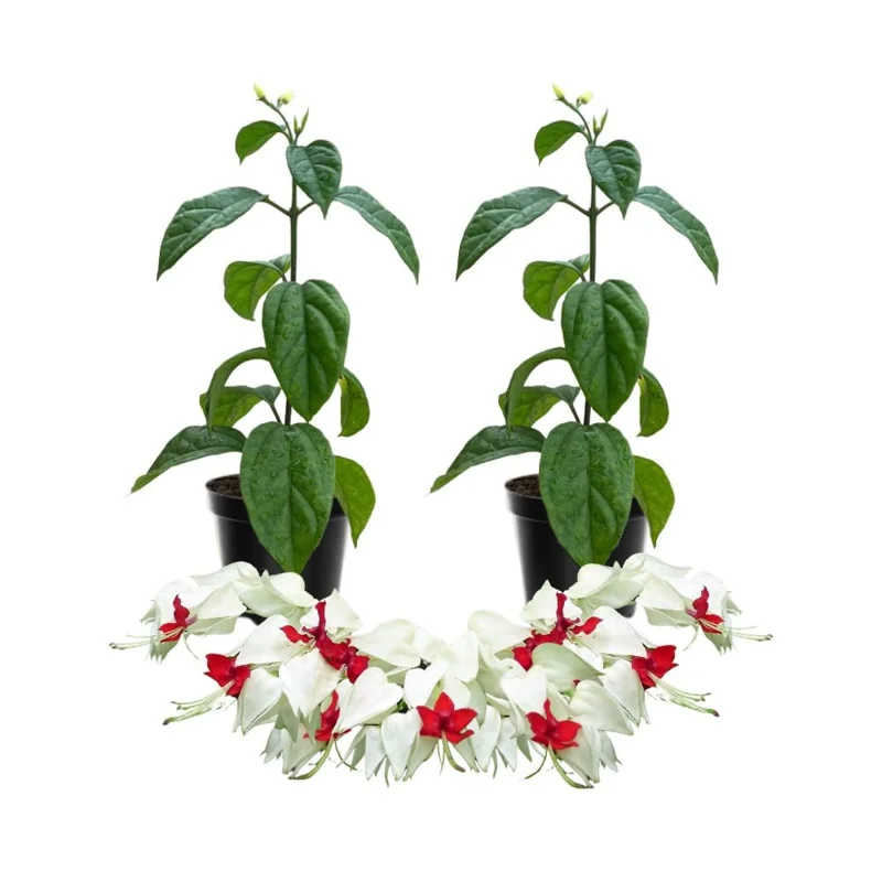 2 White Bleeding Heart Vine Plants, 4-7 Inch, Hardy Perennial, Shade - Image 1