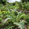 20 Count Artichoke Seeds - Easy Grow Edible Vegetable Seeds for Home Planting - Image 1