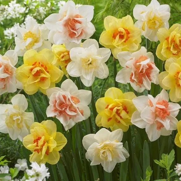 20 Double Daffodil Mix Bulbs – Perennial Flowers for Garden Planting 20 Double Daffodil Mix Bulbs – Perennial Flowers for Garden Planting - Image 2