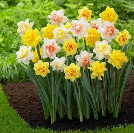 20 Double Daffodil Mix Bulbs – Perennial Flowers for Garden Planting 20 Double Daffodil Mix Bulbs – Perennial Flowers for Garden Planting - Image 3