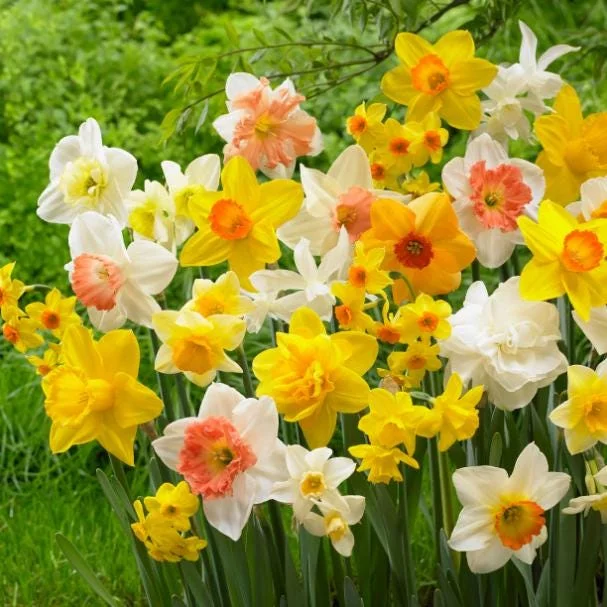 20 Double Daffodil Mix Bulbs – Perennial Flowers for Garden Planting 20 Double Daffodil Mix Bulbs – Perennial Flowers for Garden Planting - Image 5