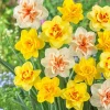 20 Double Daffodil Mix Bulbs – Perennial Flowers for Garden Planting 20 Double Daffodil Mix Bulbs – Perennial Flowers for Garden Planting - Image 1