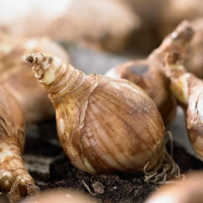 20 Double Daffodil Mix Bulbs – Perennial Flowers for Garden Planting 20 Double Daffodil Mix Bulbs – Perennial Flowers for Garden Planting - Image 6