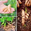 20 Fresh Turmeric Root Plants - Curcuma longa Live Rhizomes Ready to Plant 20 Fresh Turmeric Root Plants - Curcuma longa Live Rhizomes Ready to Plant - Image 1