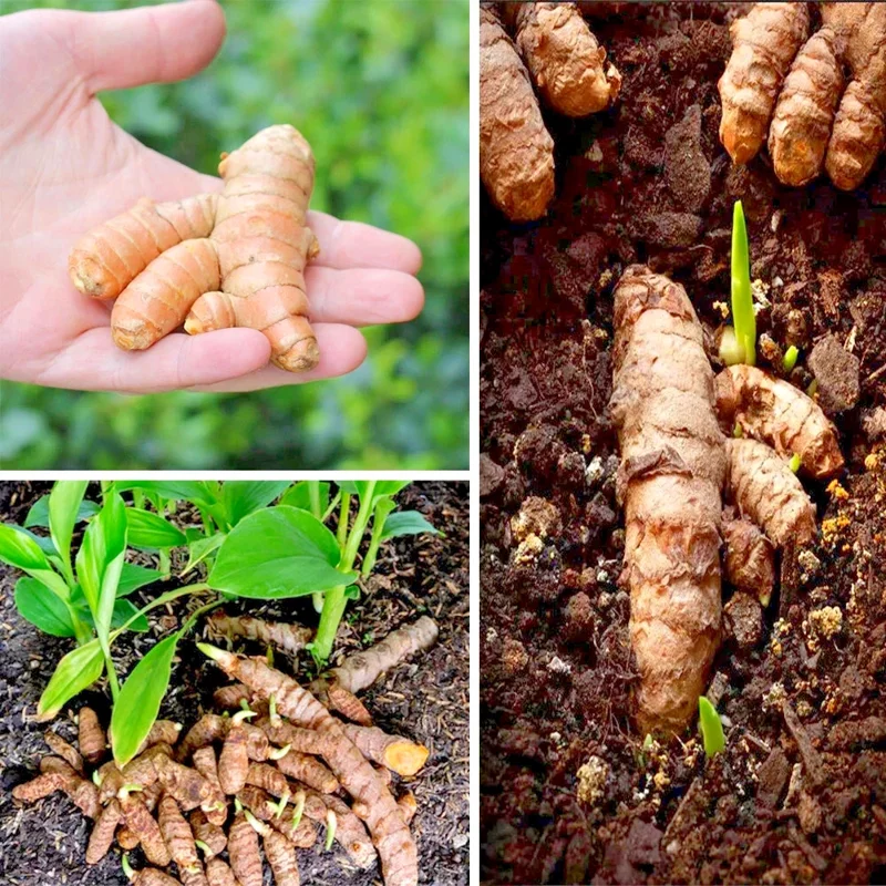 20 Fresh Turmeric Root Plants - Curcuma longa Live Rhizomes Ready to Plant 20 Fresh Turmeric Root Plants - Curcuma longa Live Rhizomes Ready to Plant - Image 1