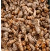 20 Fresh Turmeric Roots - Curcuma Longa Live Rhizomes for Planting - Image 1