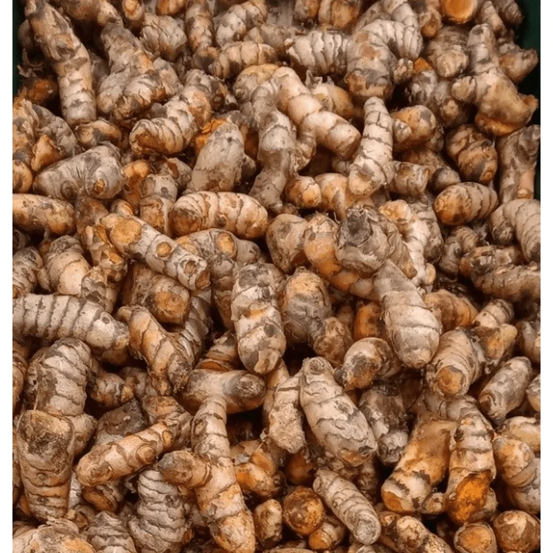 20 Fresh Turmeric Roots - Curcuma Longa Live Rhizomes for Planting - Image 1