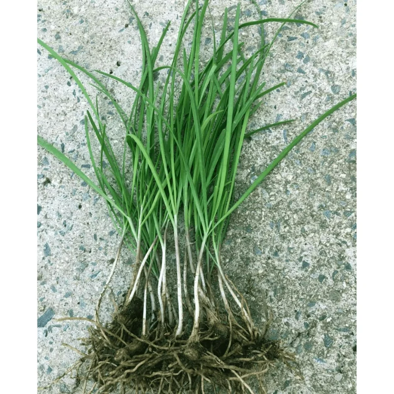 20 Garlic Chive Bare Root Plants - Allium Tuberosum Seedlings 4-6 Inch Tall - Image 2
