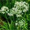 20 Garlic Chive Bare Root Plants - Allium Tuberosum Seedlings 4-6 Inch Tall - Image 1
