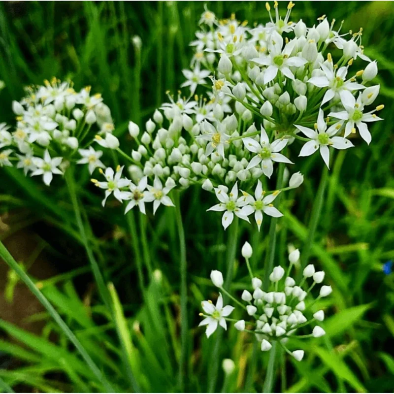 20 Garlic Chive Bare Root Plants - Allium Tuberosum Seedlings 4-6 Inch Tall - Image 1