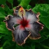 20 Hibiscus Flower Seeds - Perennial, Black Pink Purple Blooms - Indoor/Outdoor - Image 1