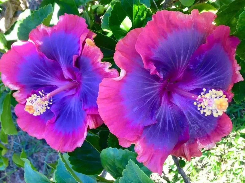 20 Hibiscus Flower Seeds - Perennial Pink, Purple, Blue Mix for Garden 20 Hibiscus Flower Seeds - Perennial Pink, Purple, Blue Mix for Garden - Image 3