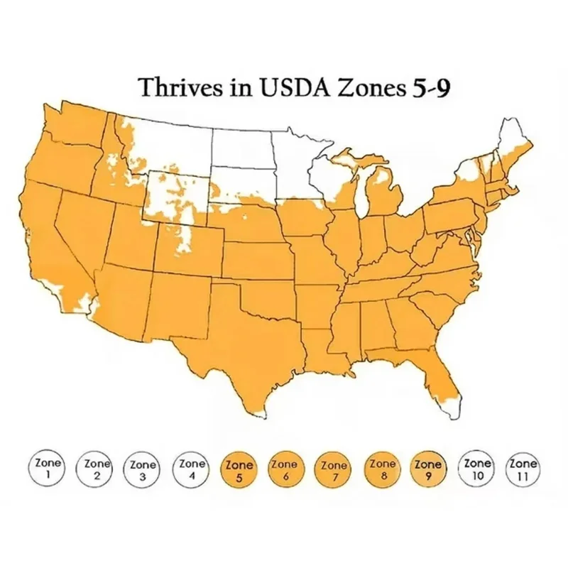 20 Hibiscus Flower Seeds - Perennial Pink, Purple, Blue Mix for Garden 20 Hibiscus Flower Seeds - Perennial Pink, Purple, Blue Mix for Garden - Image 7