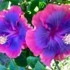 20 Hibiscus Flower Seeds - Perennial Pink, Purple, Blue Mix for Garden 20 Hibiscus Flower Seeds - Perennial Pink, Purple, Blue Mix for Garden - Image 1