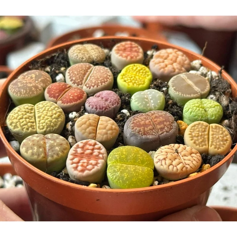 20 Pack Assorted Lithops Live Plants - Living Stones Succulents, 0.4-0.6 Inch Seedlings - Image 2