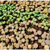 20 Pack Assorted Lithops Live Plants - Living Stones Succulents, 0.4-0.6 Inch Seedlings - Image 1