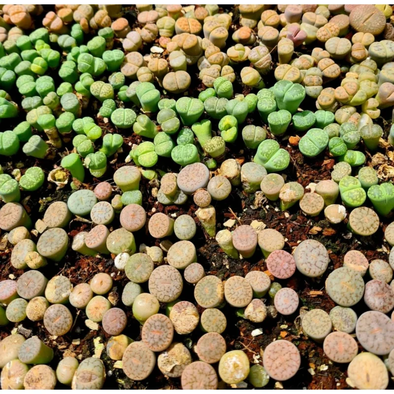 20 Pack Assorted Lithops Live Plants - Living Stones Succulents, 0.4-0.6 Inch Seedlings - Image 1