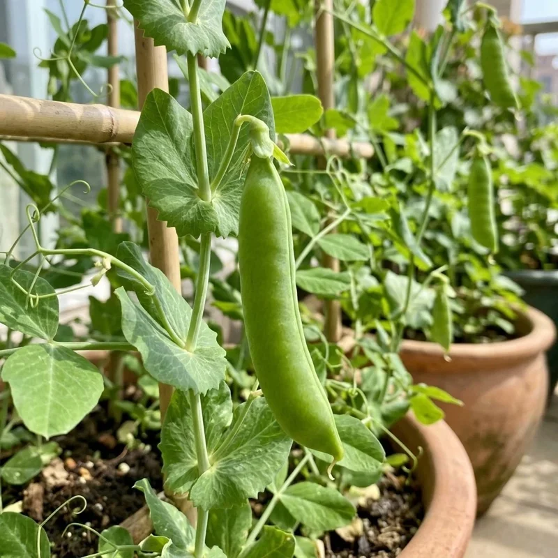 20 Pcs Snow Pea Seeds - Annual Vegetable Seeds for Outdoor Gardening - Image 2