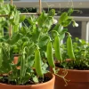 20 Pcs Snow Pea Seeds - Annual Vegetable Seeds for Outdoor Gardening - Image 1