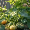 20 Pumpkin Seeds Outdoor Vegetable Seeds for Home Garden & Balcony - Image 1